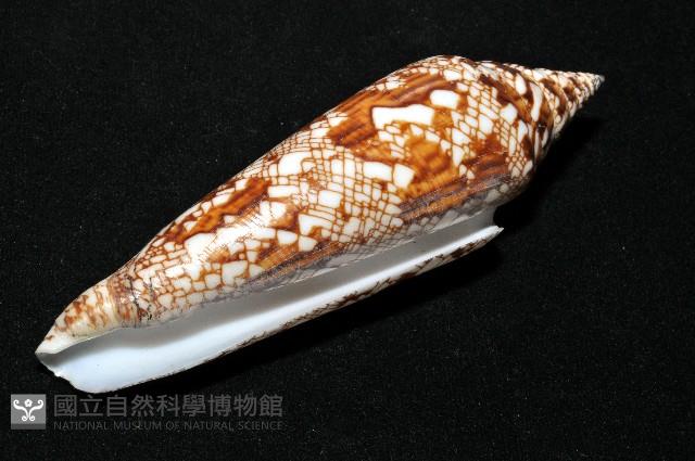 孟加拉芋螺藏品圖，第5張