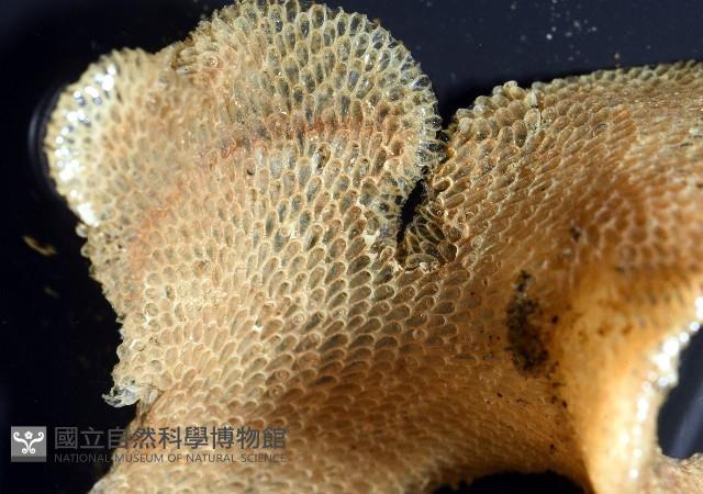 未知種苔蘚蟲藏品圖，第5張