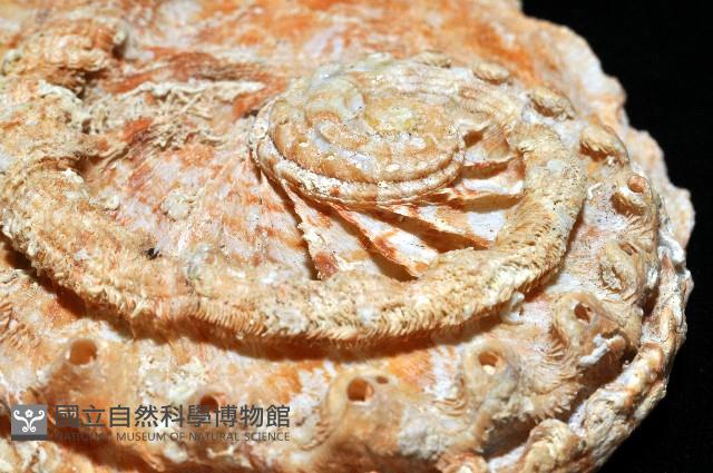 旋梯鮑螺藏品圖，第5張