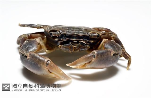 平背蜞藏品圖，第5張