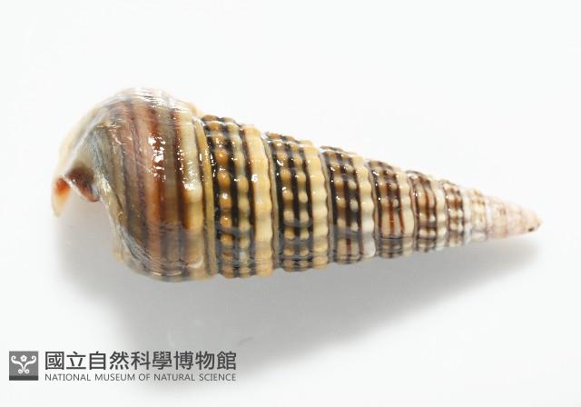 栓海蜷藏品圖，第5張
