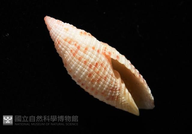 蝶斑筆螺藏品圖，第5張