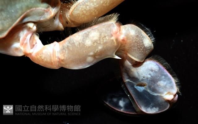 看守長眼蟹藏品圖，第5張