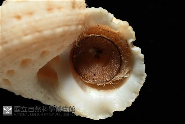 換日線花冠螺藏品圖，第5張