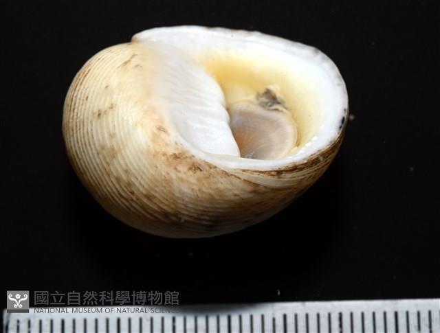 高腰蜑螺藏品圖，第5張