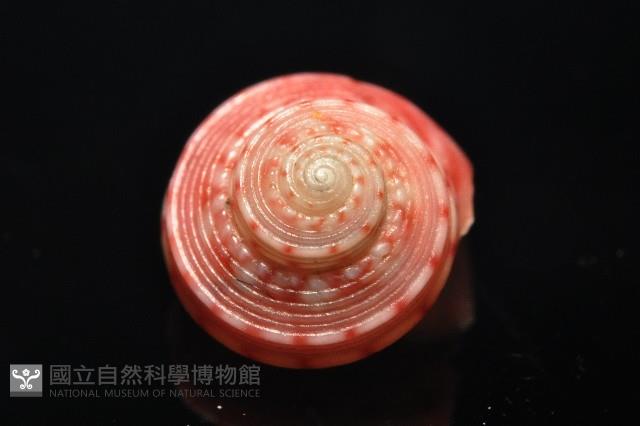 微風蠑螺藏品圖，第5張
