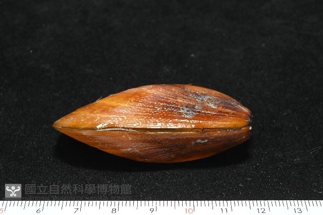 平端深海殼菜蛤藏品圖，第5張
