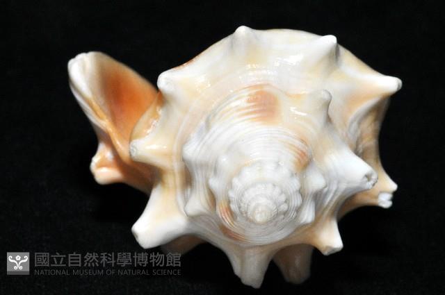 金拳鳳凰螺藏品圖，第5張