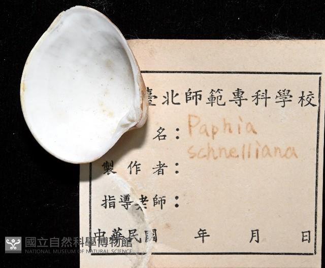 皺肋文蛤藏品圖，第5張