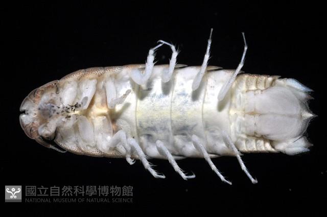 道氏紡錘水虱藏品圖，第5張