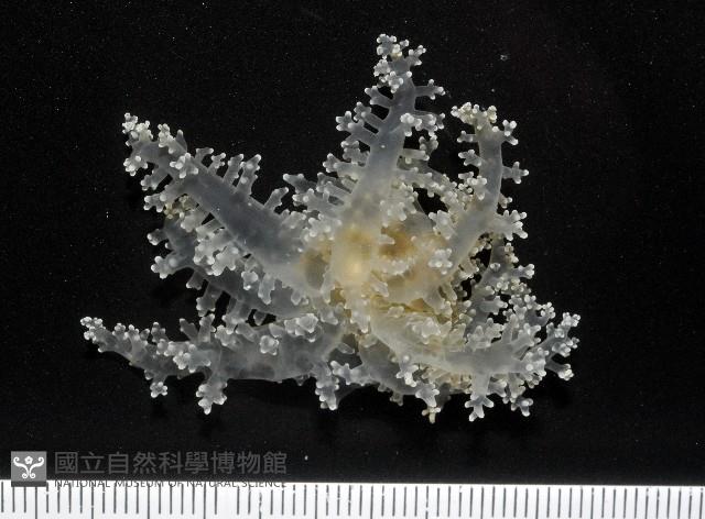 火焰海葵藏品圖，第5張