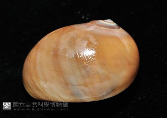 未知種扁玉螺藏品圖，第5張