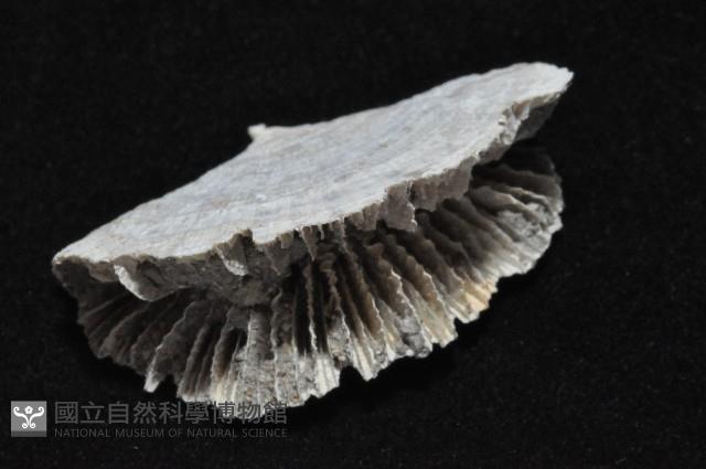 雀尾扇形珊瑚藏品圖，第5張