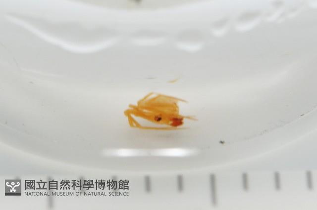 黃克羅蛛藏品圖，第5張