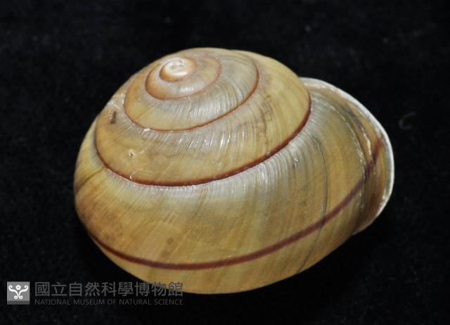 金崙栗蝸藏品圖，第5張