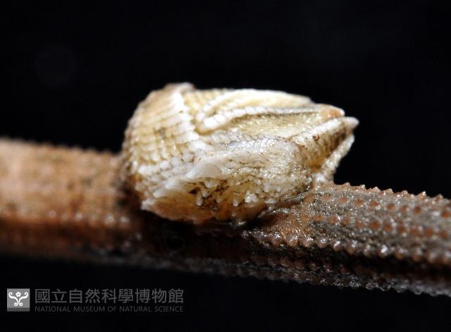 信天翁紐曼花籠藏品圖，第5張
