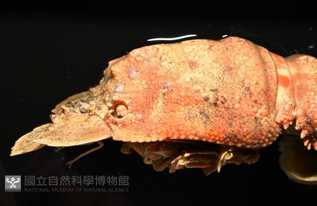 韓氏擬蟬蝦藏品圖，第5張