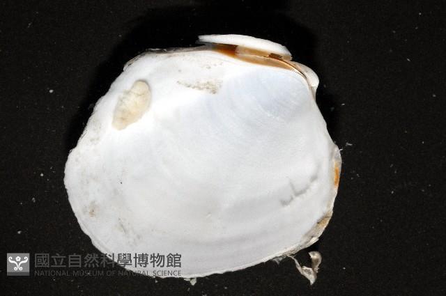 索足蛤藏品圖，第5張