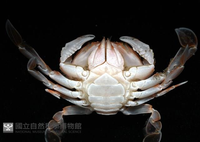 短刺伊蟹藏品圖，第5張