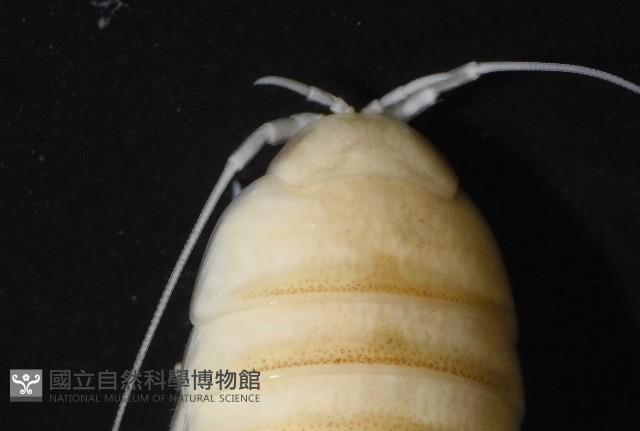 道氏紡錘水虱藏品圖，第5張