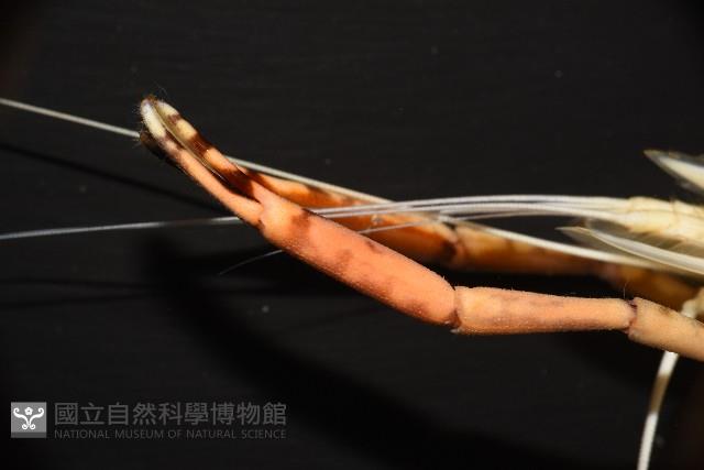 貪食沼蝦藏品圖，第5張