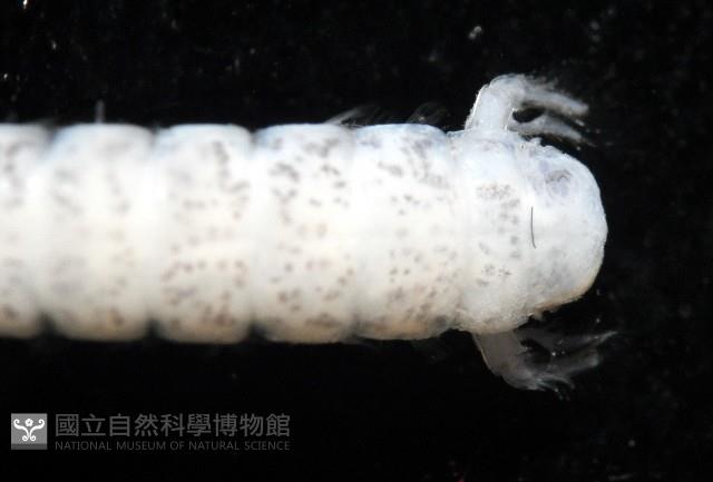 托瑪西尼幼嫩蝦蛄藏品圖，第5張