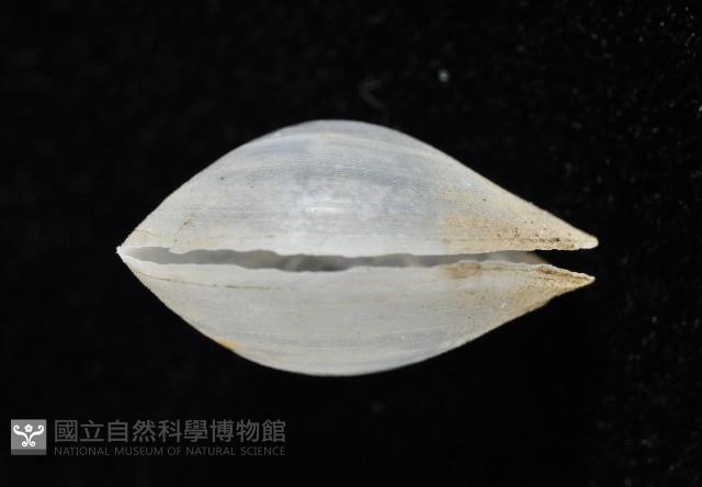登錄號:006900-00010藏品圖，第5張