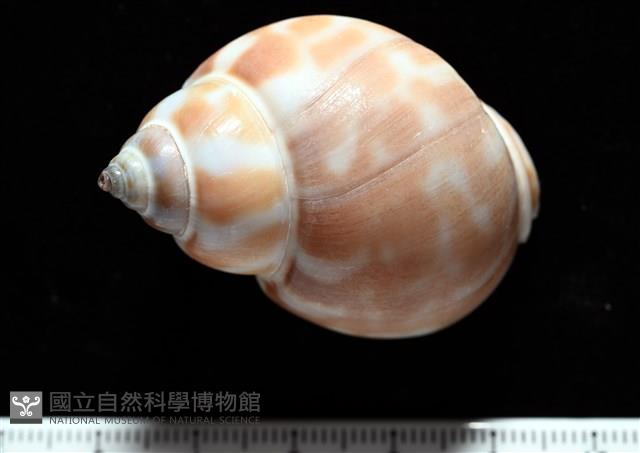 妃珍鳳螺藏品圖，第5張