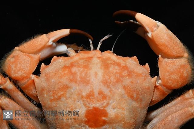 絨毛長腳蟹藏品圖，第5張