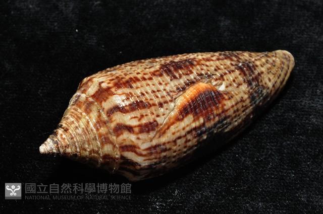 長芋螺藏品圖，第5張