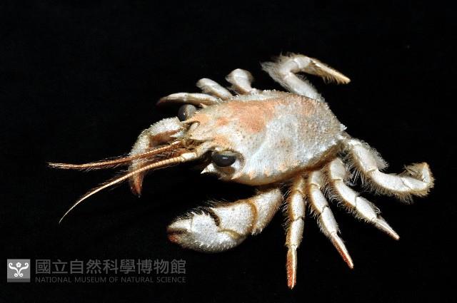 顯著瓊娜蟹藏品圖，第5張