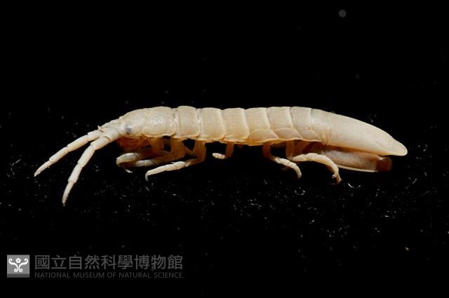 平尾棒鞭水虱藏品圖，第5張