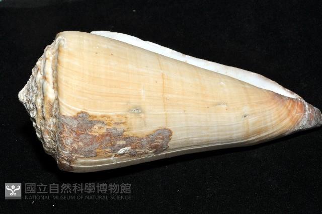 長距芋螺藏品圖，第5張