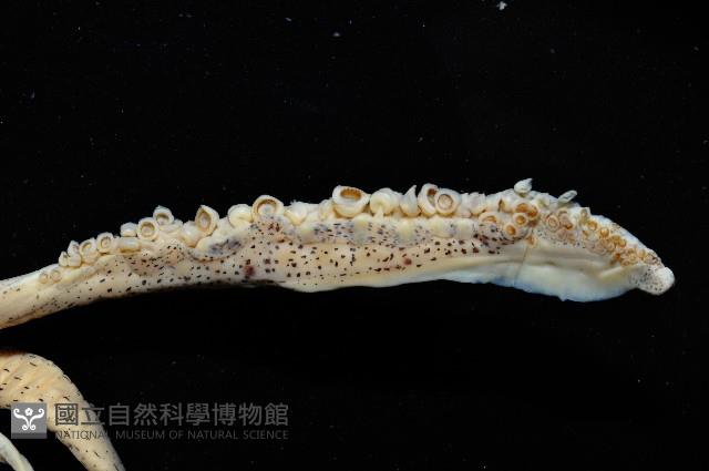 萊氏擬烏賊藏品圖，第5張