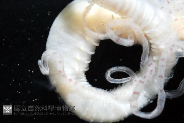 未知種蟄龍介蟲藏品圖，第5張