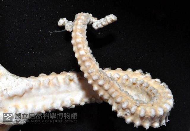 鞭枝蛇尾藏品圖，第5張