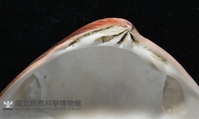 韓國文蛤藏品圖，第5張