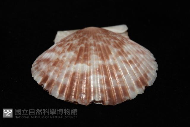 箱形海扇蛤藏品圖，第5張