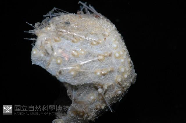 小葫蘆海膽藏品圖，第5張