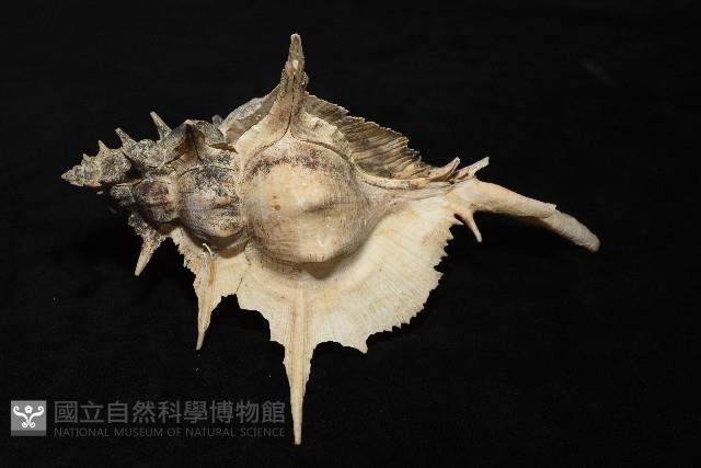 岩石芭蕉螺藏品圖，第5張