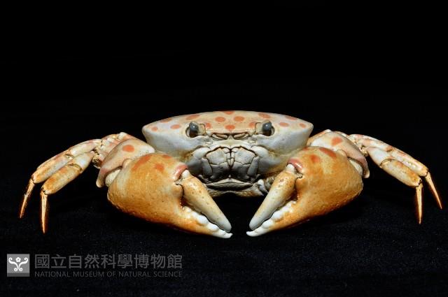 紅斑斗蟹藏品圖，第5張