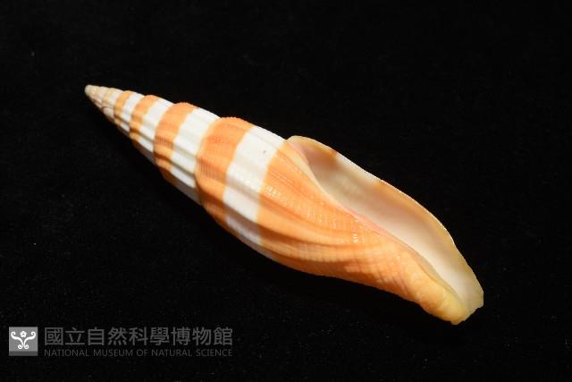 登錄號:007819-00120藏品圖，第5張