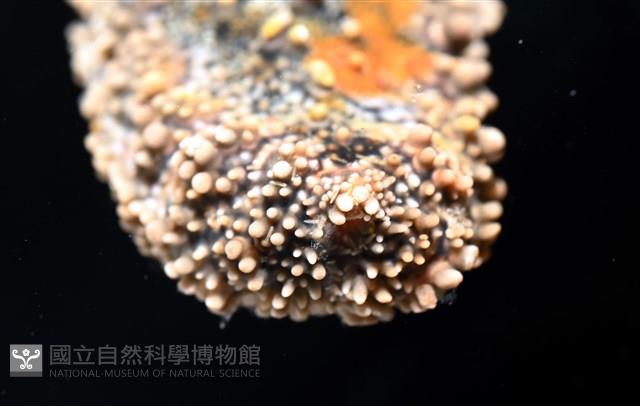 未知種瘤海星藏品圖，第5張