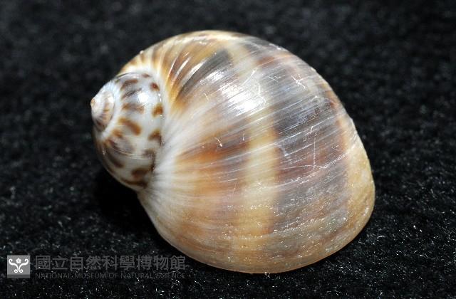 小灰玉螺藏品圖，第5張