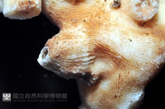 飯島氏樹珊瑚藏品圖，第5張