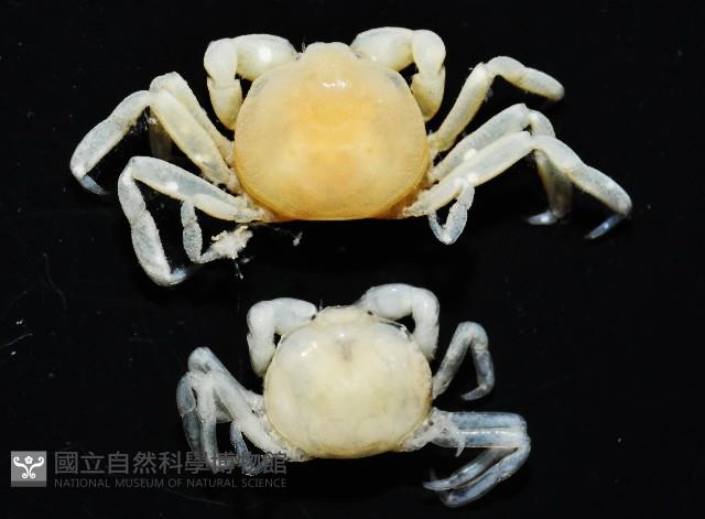 中華蚶豆蟹藏品圖，第5張