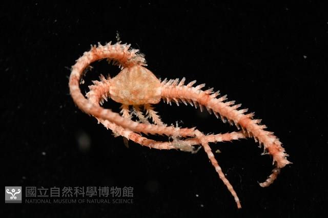 未知種輻蛇尾藏品圖，第5張