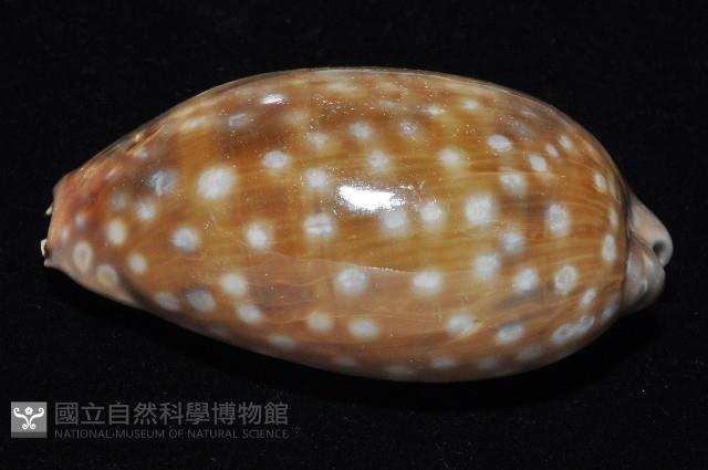 鹿斑寶螺藏品圖，第5張