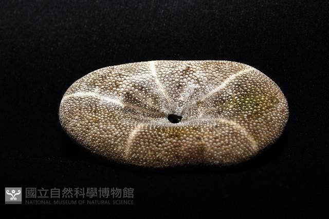 網楯海膽藏品圖，第5張