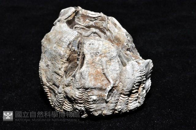 桶冠鯨藤壺藏品圖，第5張